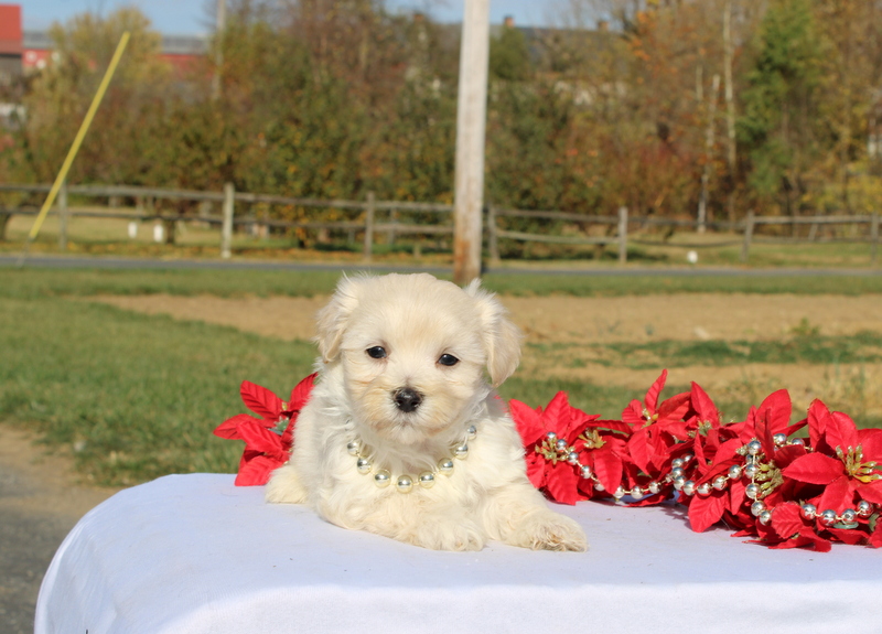 puppy, for, sale, Maltipoo, Matthew B. Stoltzfus, dog, breeder, Gap, PA, dog-breeder, puppy-for-sale, forsale, nearby, find, puppyfind, locator, puppylocator, aca